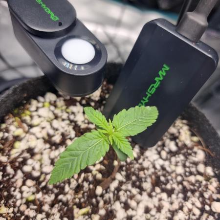 Blue dream auto
