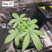 Blue dream auto