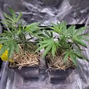 Giraffe Puzzy Doja MJ 2026 Cut