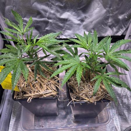 Giraffe Puzzy Doja MJ 2026 Cut