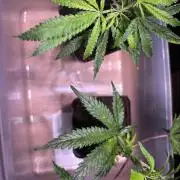 Giraffe Puzzy Doja MJ 2026 Cut
