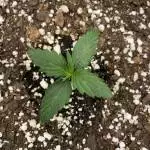 First Grow Seedsman Northern Lights Auto