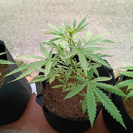 Honey Peach Sweet Seeds 1st outdoor