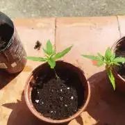 Honey Peach Sweet Seeds 1st outdoor