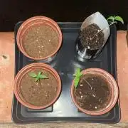 Honey Peach Sweet Seeds 1st outdoor