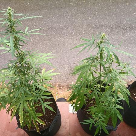 Honey Peach Sweet Seeds 1st outdoor