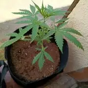 Honey Peach Sweet Seeds 1st outdoor