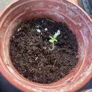 Honey Peach Sweet Seeds 1st outdoor