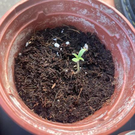 Honey Peach Sweet Seeds 1st outdoor