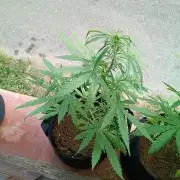 Honey Peach Sweet Seeds 1st outdoor