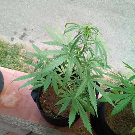 Honey Peach Sweet Seeds 1st outdoor