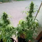 Honey Peach Sweet Seeds 1st outdoor