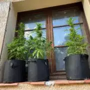 Honey Peach Sweet Seeds 1st outdoor