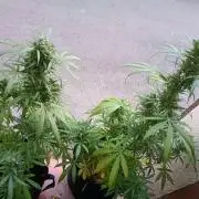 Honey Peach Sweet Seeds 1st outdoor