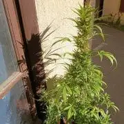 Honey Peach Sweet Seeds 1st outdoor