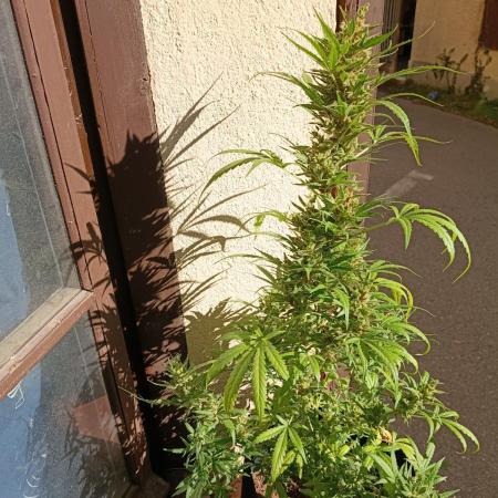 Honey Peach Sweet Seeds 1st outdoor