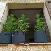 Honey Peach Sweet Seeds 1st outdoor