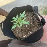 Honey Peach Sweet Seeds 1st outdoor