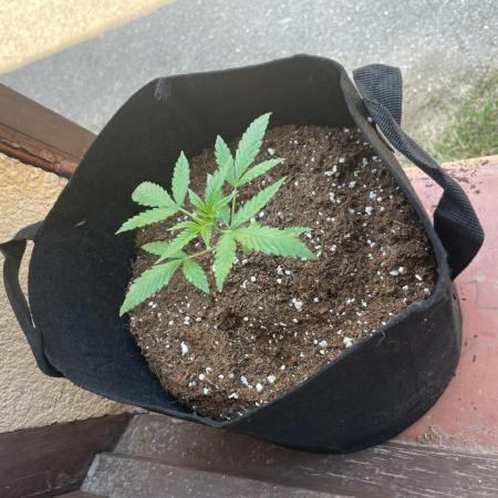 Honey Peach Sweet Seeds 1st outdoor