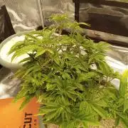 Cap junky yeilders clone