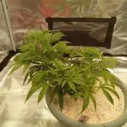 Cap junky yeilders clone