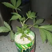 Afghan hashplant auto