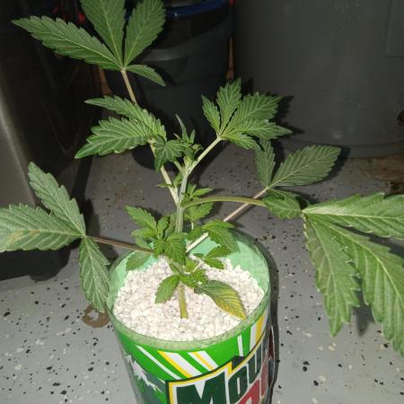 Afghan hashplant auto