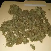 Gorilla Z auto solo cup grow