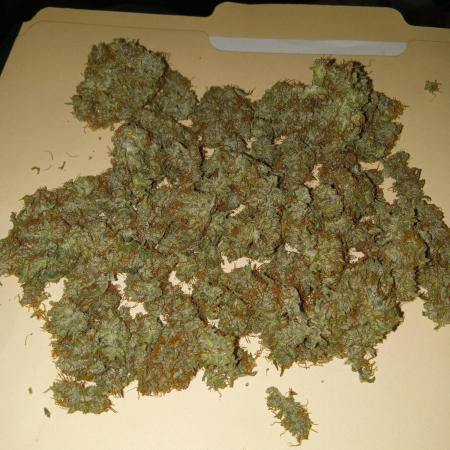 Gorilla Z auto solo cup grow