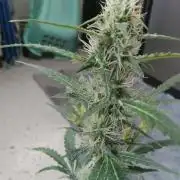 Gorilla Z auto solo cup grow
