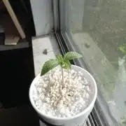 Afghan hashplant auto