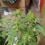 Gorilla Z auto solo cup grow