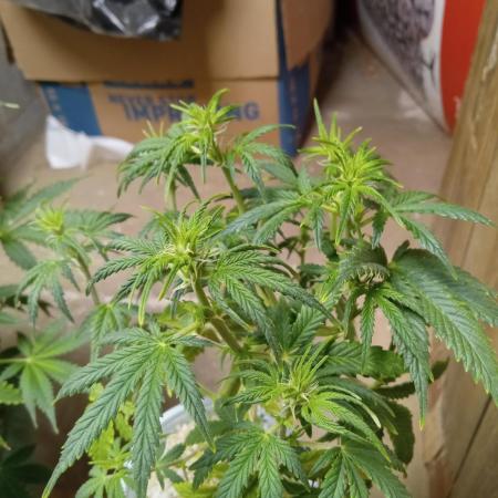 Gorilla Z auto solo cup grow