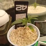 Gorilla Z auto solo cup grow