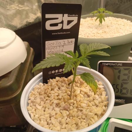 Gorilla Z auto solo cup grow