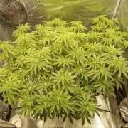 Cap junky yeilders clone