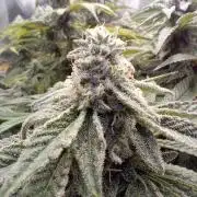 Cap junky yeilders clone