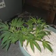 Cap junky yeilders clone
