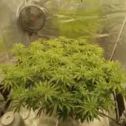Cap junky yeilders clone