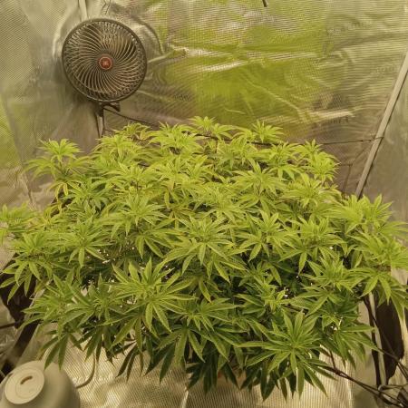Cap junky yeilders clone