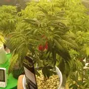 Gorilla Z auto solo cup grow