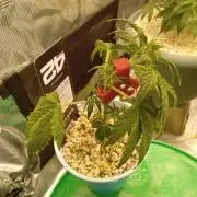 Gorilla Z auto solo cup grow