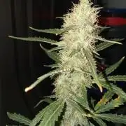 Gorilla Z auto solo cup grow