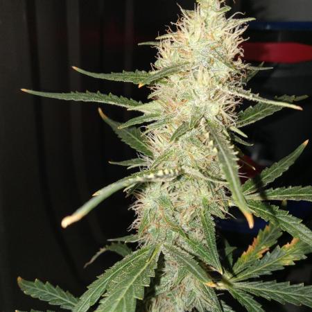 Gorilla Z auto solo cup grow