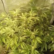 motorbreath #15 clone