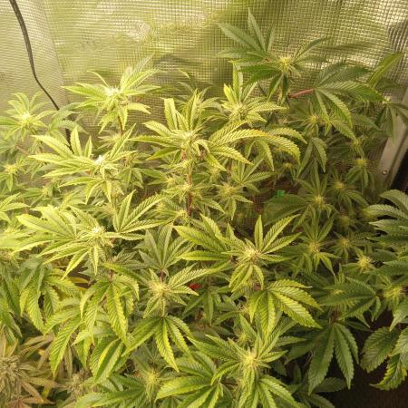 motorbreath #15 clone