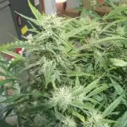 nasc purple lemonade
