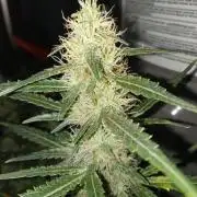 Gorilla Z auto solo cup grow