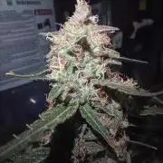 Gorilla Z auto solo cup grow