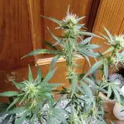 Gorilla Z auto solo cup grow